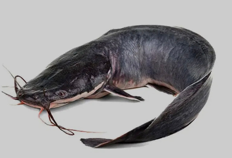 Frozen catfish gutted - 1kg