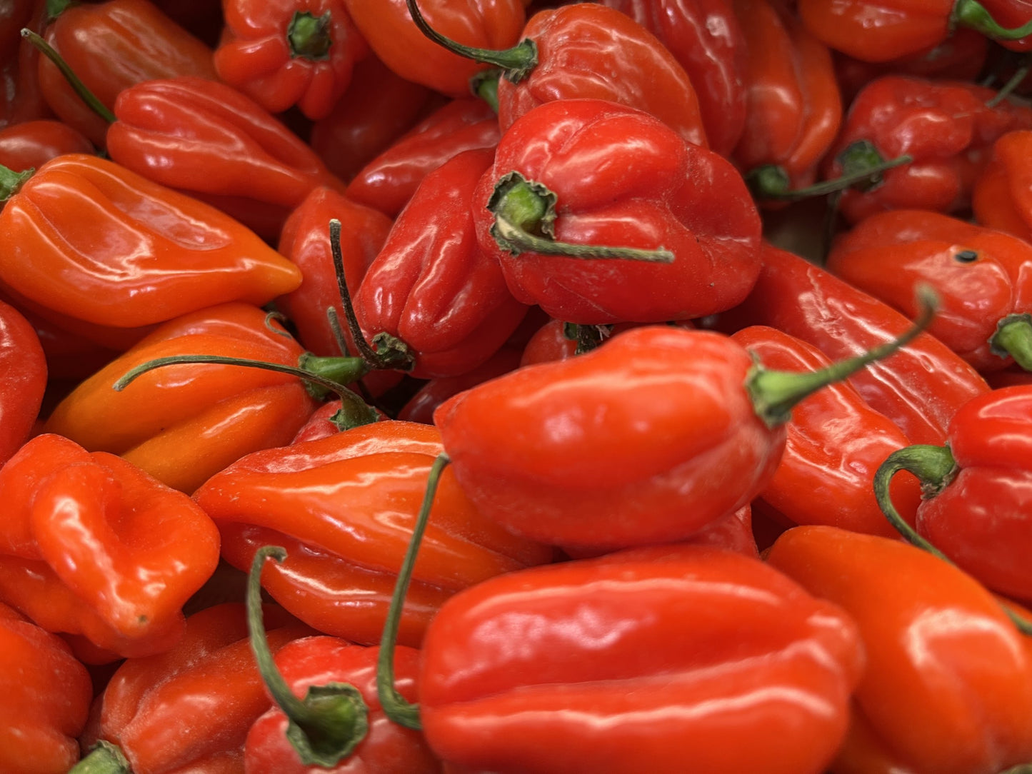 Fresh Habanero Pepper(VERY HOT)- Red